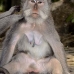 monkey_macaque_balinese_mf_ubud_v_0250_bal0251.jpg